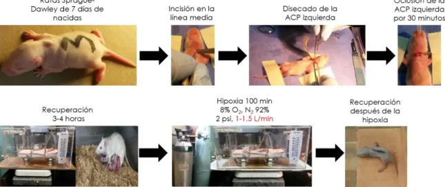 Figura 4.1. Protocolo experimental de la estandarización del modelo de EHI. Todas las ratas  fueron operadas al día posnatal 7