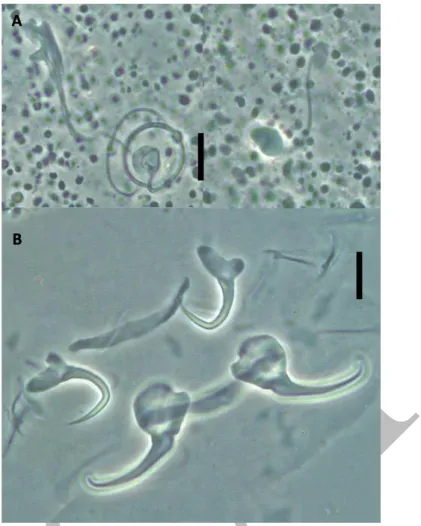 Figure 1. Gussevia sp. 1 collected from  Acaronia nassa. Copulatory complex (A), 526 