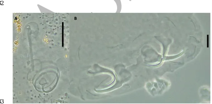 Figure 3. Gussevia sp. 3 collected from Acaronia nassa. Copulatory complex (A), 534 