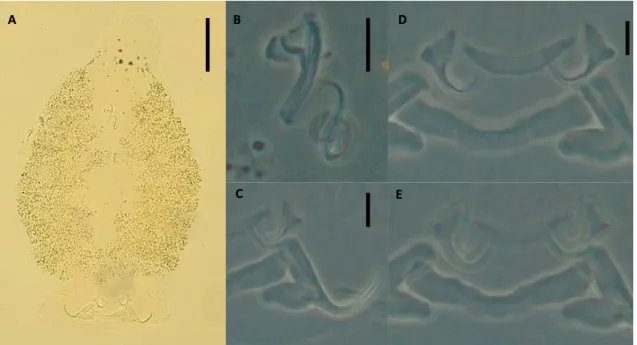 Figure 6. Gussevia  sp. 5  collected from  Aequidens tetramerus.  Ventral view of whole 554 