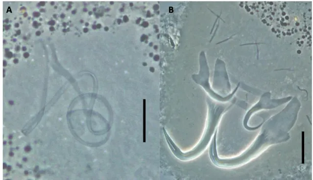 Figure  9.  Sciadicleithrum  sp.  2  collected  from  Biotodoma  cupido.  Copulatory 567 
