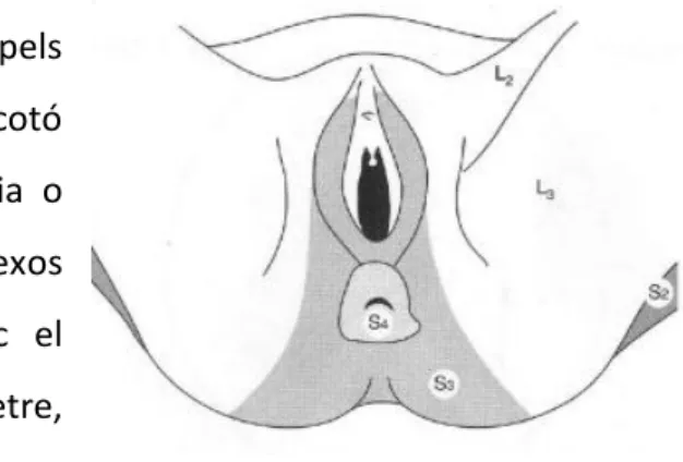 Figura 6: Dermatomes( 7)
