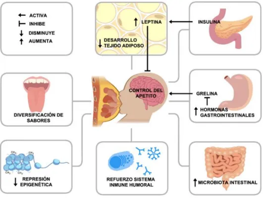 Figura 6: Mecanismos implicados en el desarrollo y regula ción del apetito. 