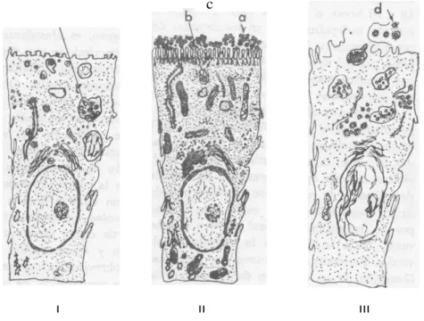 FIG. 2. Esquema del ciclo del virus de la GTC en la célula epitelial intestinal. 