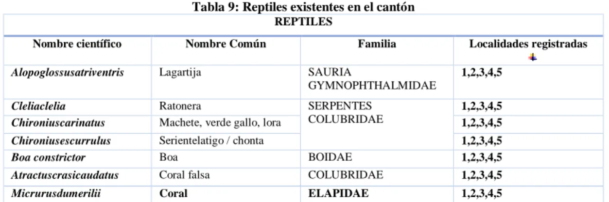 Tabla 9: Reptiles existentes en el cantón  REPTILES 