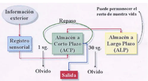 Figura nº 3: Modelo estructural de Atkinson y Shiffrin 