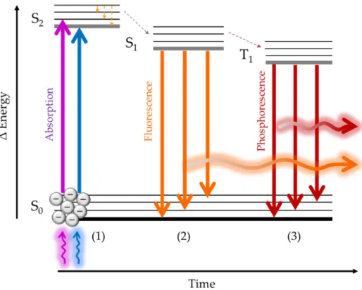 Figure 2. Schematic of a Jablonski’s diagram showing the two kinds of luminescence. 