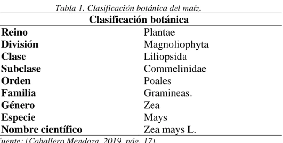 Tabla 1. Clasificación botánica del maíz. 