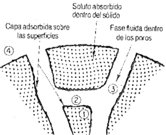 Fig.  03.- Captación de soluto dentro de una  partícula del Adsorbente.  (40) 