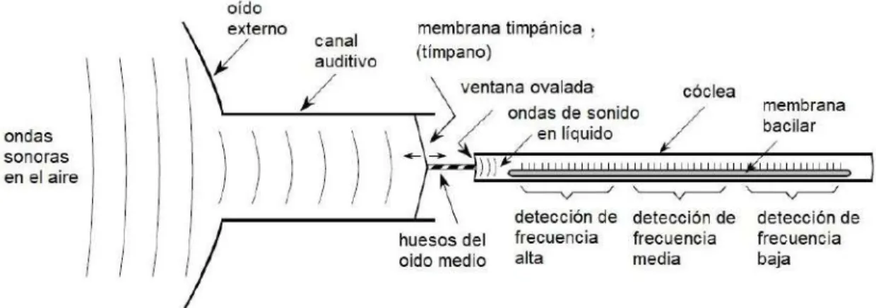 Figura 4. Diagrama Funcional del oído humano