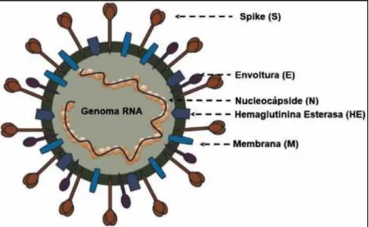 Figura 1. Modelo estructural del virus SARS-Cov-2 
