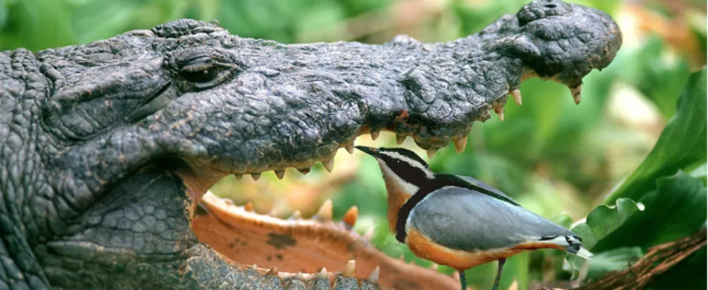 Figure 3.1: Example of mutualism in nature between the Nile Crocodile and the Egyptian plover bird