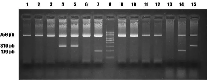 Figura 5. Detección de los genes mecA y tst mediante PCR múltiple y electroforesis en gel de agarosa al 2%
