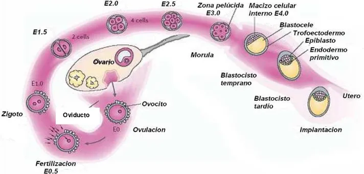 Figura 1. Desarrollo pre-implantatorio e implantación de un embrión ovino. Modificado de Fontana, (2008)