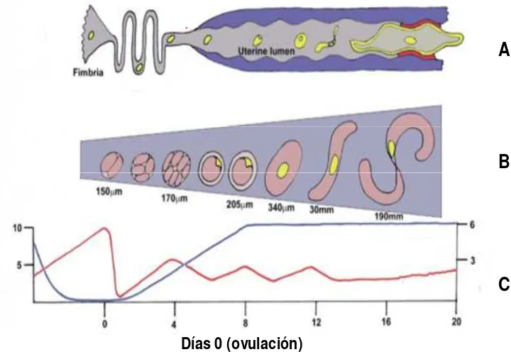 Figura 2. Migración (A) y desarrollo (B) del embrión en el tracto reproductivo ovino y perfiles de estrógenos y progesterona (C, líneas roja y azul, respectivamente) durante la preñez temprana (día 0= ovulación)