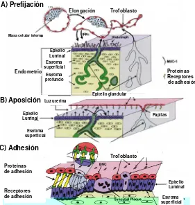Figura 3.  Procesos secuenciales de la interacción del trofoblasto al endometrio pre-fijación (A), aposición (B) y adhesión (C)