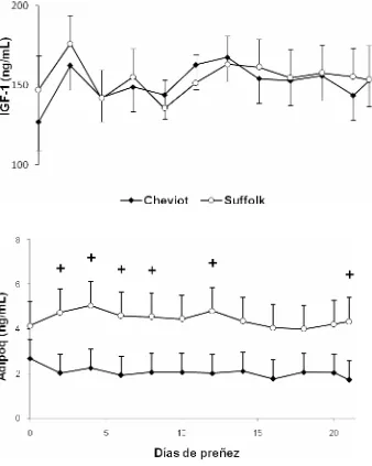 Figura 5. Concentraciones séricas de IGF-1 y adiponectina (Adipoq) en ovejas Suffolk y Cheviot desde el día 0= IA al 21 de preñez