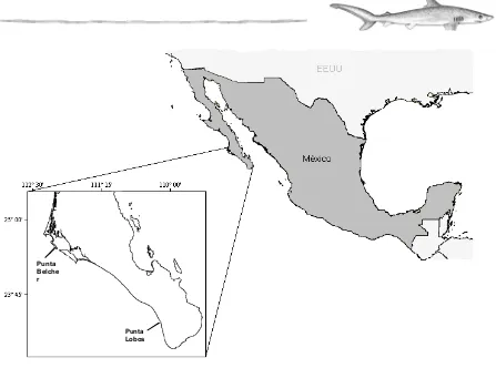 Figura 2. Representación gráfica de la presencia estacional del tiburón piloto en la costa occidental de B.C.S