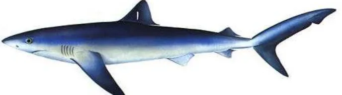 Figura 1. Tiburón azul  (Tomado de FAO, 2000). 