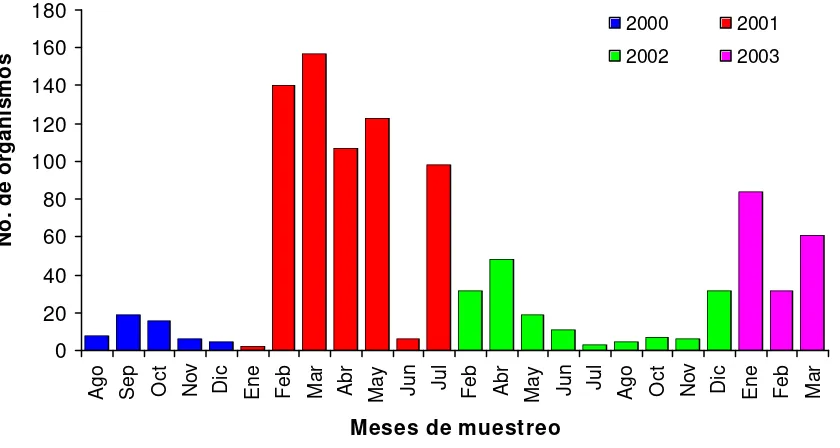 Figura 4. Distribución temporal del tiburón azul durante el periodo de estudio. 