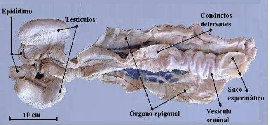 Figura 7. Morfología externa del aparato reproductor de un tiburón macho juvenil. 