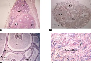 Figura 12. Vista del Epidídimo a nivel microscópico; a) en un macho juvenil; b) en un macho adulto; c) Conductos con esperma y d) Espermatóforos