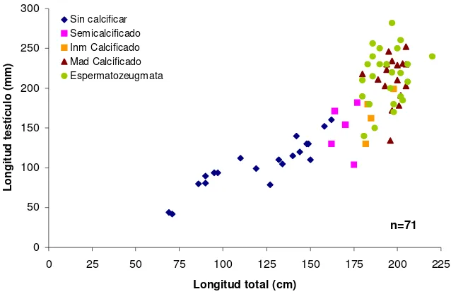 Figura 11. Relación de la longitud total del macho con la longitud del testículo, indicando el grado relativo de la calcificación del gonopterigio y la presencia de espermatozeugmata 