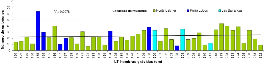 Figura 8. Frecuencia de talla de los embriones registrados en 46 hembras grávidas de tiburón azul en la costa occidental de B.C.S., durante los años de muestreo (2000-2004)