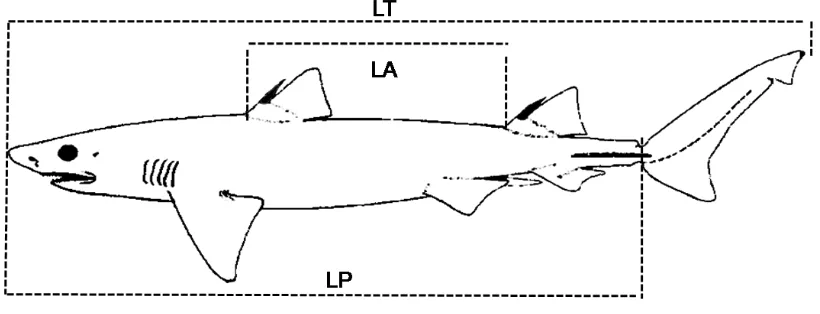 Figura 4. Medidas tomadas para los tiburones. 