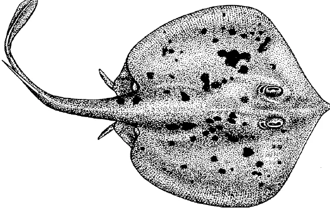Figura 1. Urotrygon chilensis (Günther, 1871) tomado de Fischer et al. 1995.  
