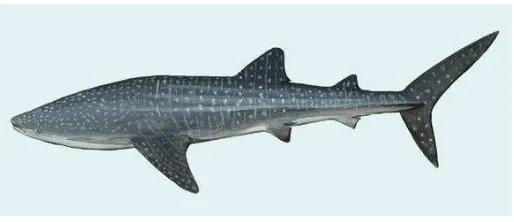 Figura 1. Tiburón ballena Rhincodon typus. 