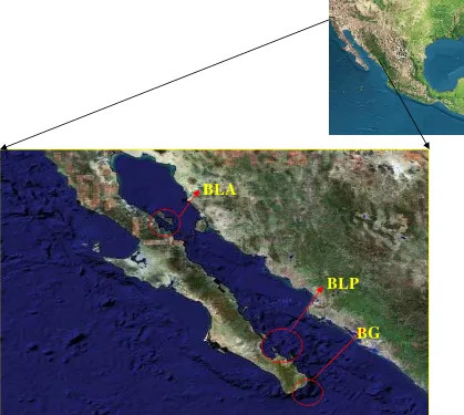 Figura 5. Área de estudio (BLA= Bahía de Los Ángeles, BLP= Bahía de La Paz y  