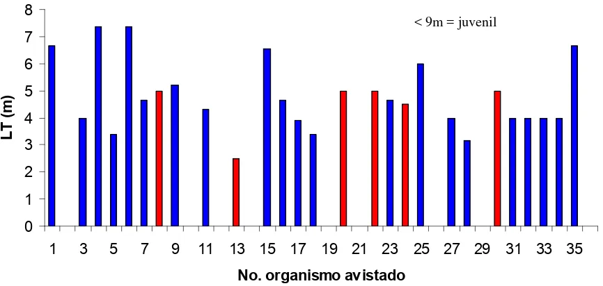 Figura 9. Longitudes totales (LT) de cada uno de los tiburones ballena avistados en la localidad de Bahía de La Paz  durante octubre del año 2004 (barras rojas= hembras, barras azules=machos, espacio libres en eje x = sexo y longitud no registrada)
