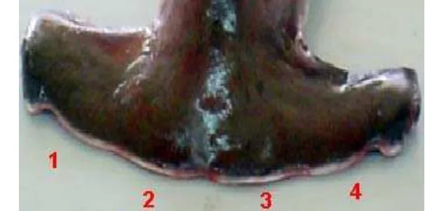 Figura 1. Vista dorsal del tiburón martillo S. lewini. 