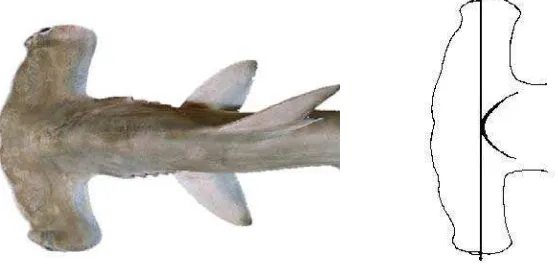 Figura 3. Vista lateral del tiburón martillo Sphyrna lewini. 
