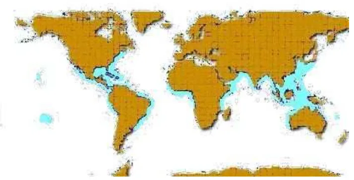 Figura 4. Distribución mundial del tiburón martillo Sphyrna lewini. 