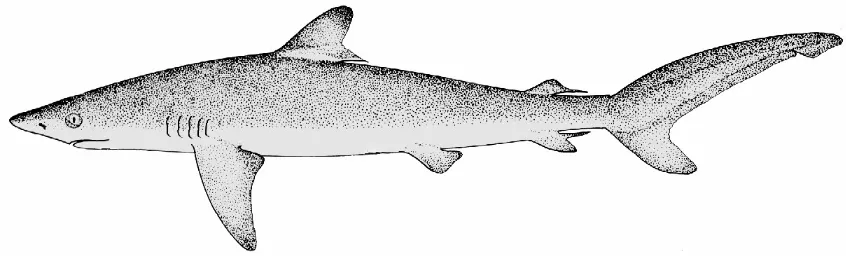 Figura 1. Carcharhinus falciformis (tiburón piloto) (Tomado de FAO, 2000). 