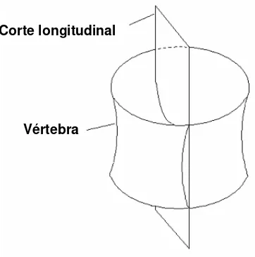 Figura 5. Esquema del plano del corte longitudinal utilizado en este trabajo (Modificado de Cailliet et al., 1983)