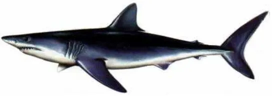 Figura 1.- Tiburón mako, Isurus oxyrinchus. 