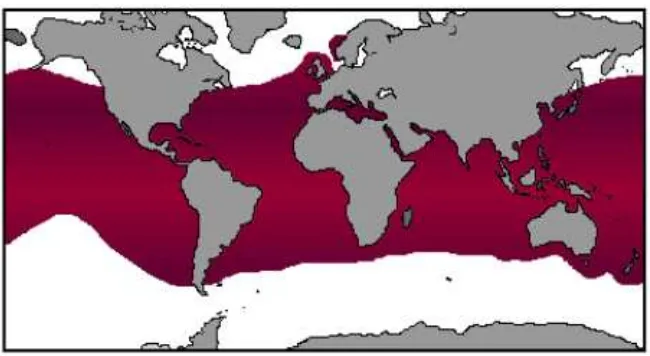 Figura 2.- Distribución del tiburón mako, Isurus oxyrinchus. 