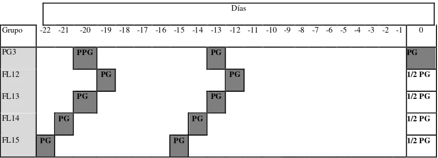 Figura 4.- Protocolo para el Experimento 2. Las ovejas que estuvieron en contacto 