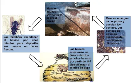 Figura 1. Ciclo biológico de la mosca de los cuernos. 
