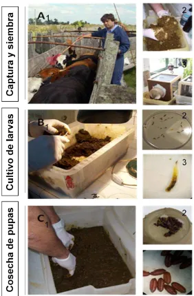 Figura 4. Procedimiento de obtención de diferentes estadios parasitarios de inspección de la presencia de larvas a las 96 hs, siembra de huevos