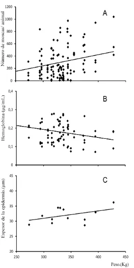 Figura 7. Evolución de las variables (A) carga de moscas/animal; (B) concentración de hemoglobina/mosca y (C) espesor de epitelio en función 