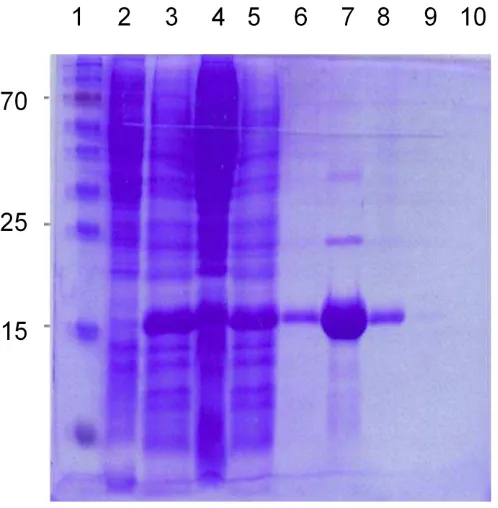 Figura 9. Análisis por SDS-PAGE de la expresión y purificación de poliacrilamida 12% que se tiñó con azul de Coomassie