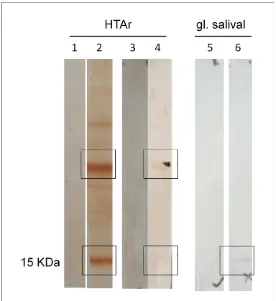 Figura 10. Análisis de Hematobina nativa y recombinante por Western blot.  que se enfrentó con: Muestras de HTAr (carriles 1 a 4) y extracto glándula salival (carriles 5 y 6) se corrieron en SDS-PAGE; el gel se transfirió a una membrana de PVDF, carril 1 s