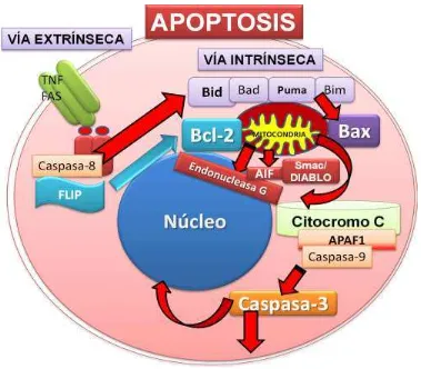 Figura 3. Representación del proceso de apoptosis y vías apoptóticas. La apoptosis es iniciada por diferentes vías