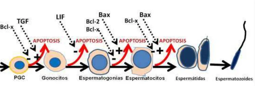 Figura 4. Representación del desarrollo de células de la línea germinal durante la embriogénesis y la primera onda de espermatogénesis y sus factores promotores y los inhibidores de la apoptosis