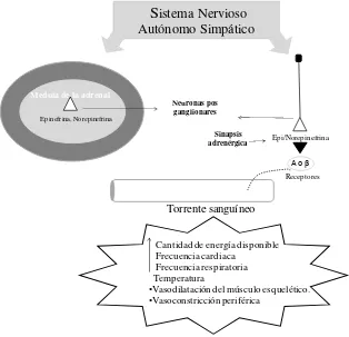 Figura 2. Activación del sistema nervioso autónomo simpático y algunas de sus respuestas (adaptado de Cunningham, 2008)