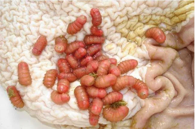 Figura 4. Larvas de Gasterophilus sp  (Fuente: http://www.polomag.com.ar/gastrofilosis.html) 